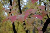 Acer ginnala. Ветвь с листвой в осенней окраске. Новосибирск, малый лесопарк. 29.09.2010.