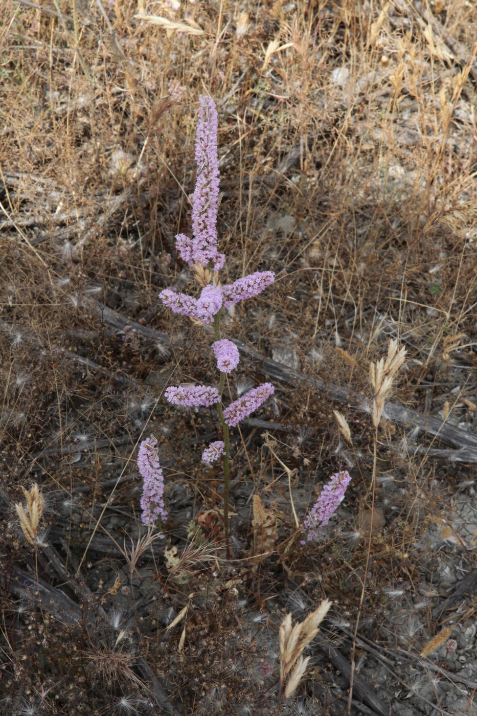 Image of Psylliostachys spicata specimen.