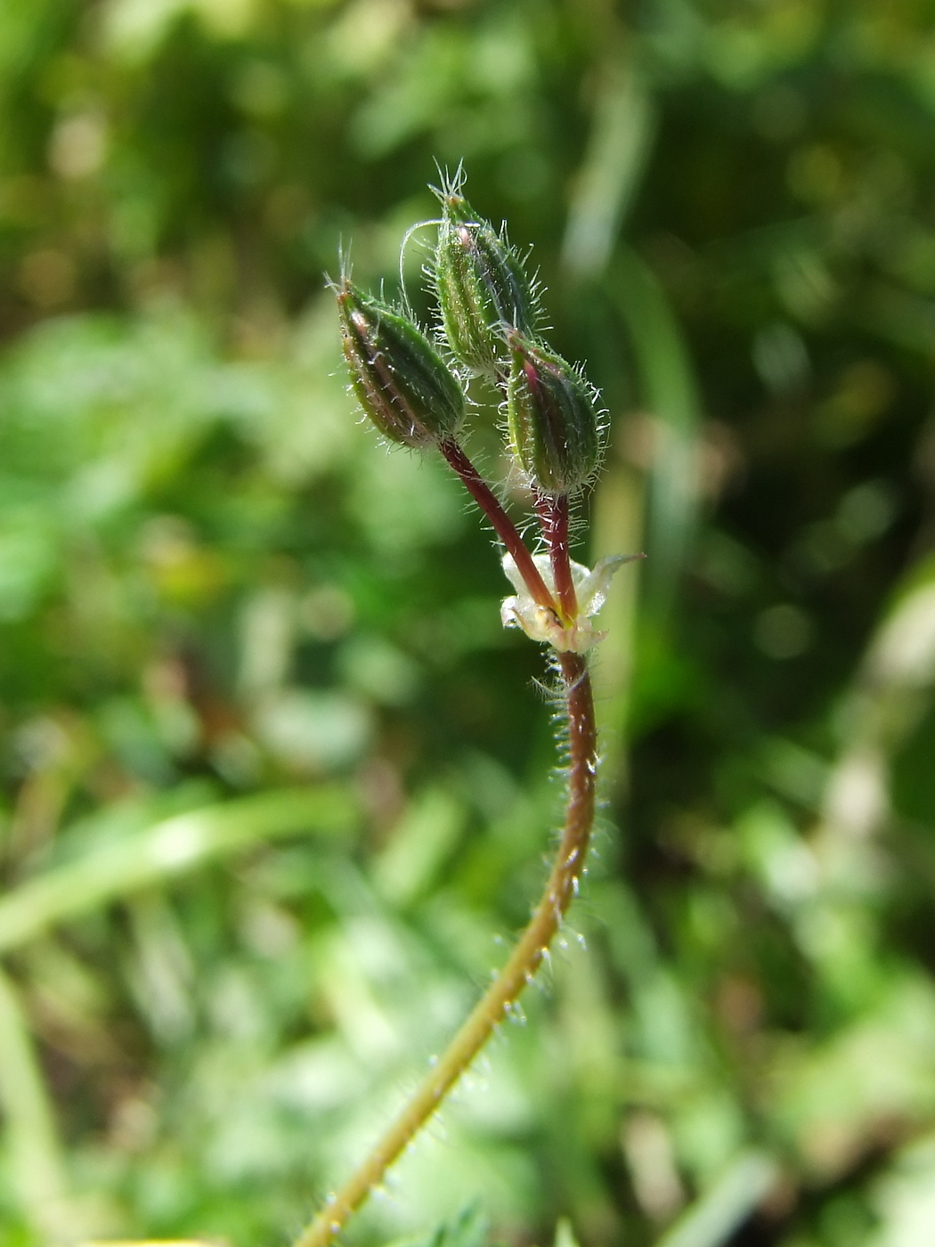 Image of Erodium cicutarium specimen.