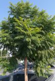 Jacaranda mimosifolia. Молодое дерево. Краснодарский край, г. Краснодар, парк \"Краснодар\". 15.10.2021.