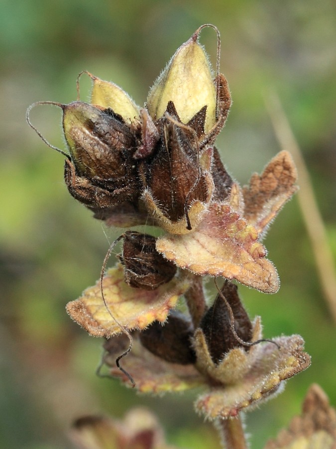 Image of Bartsia alpina specimen.