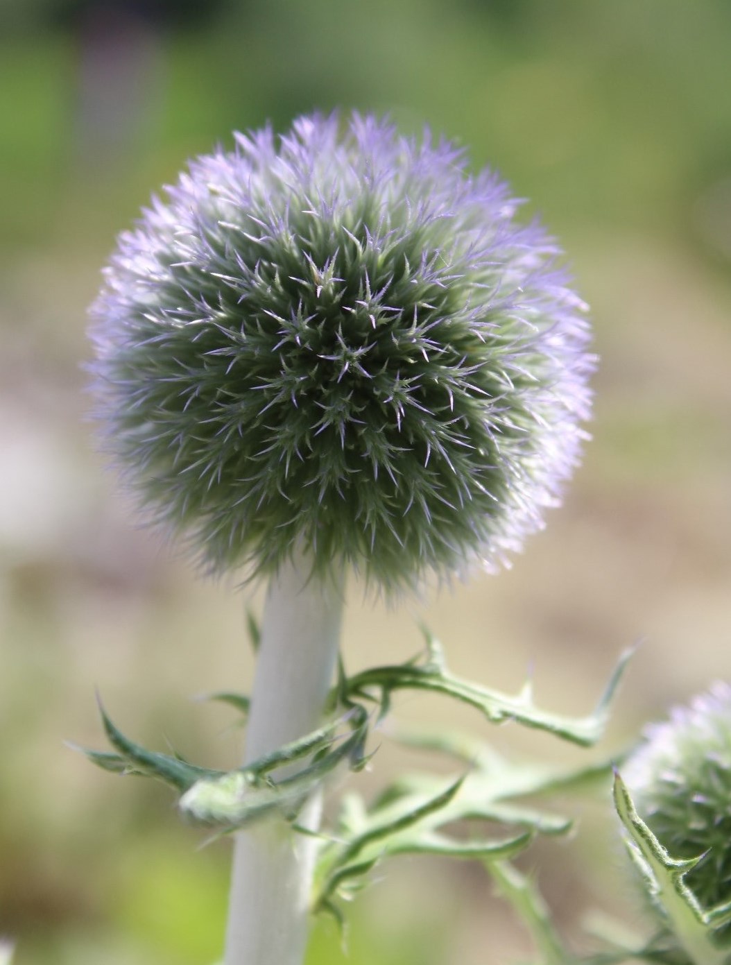 Изображение особи Echinops ruthenicus.