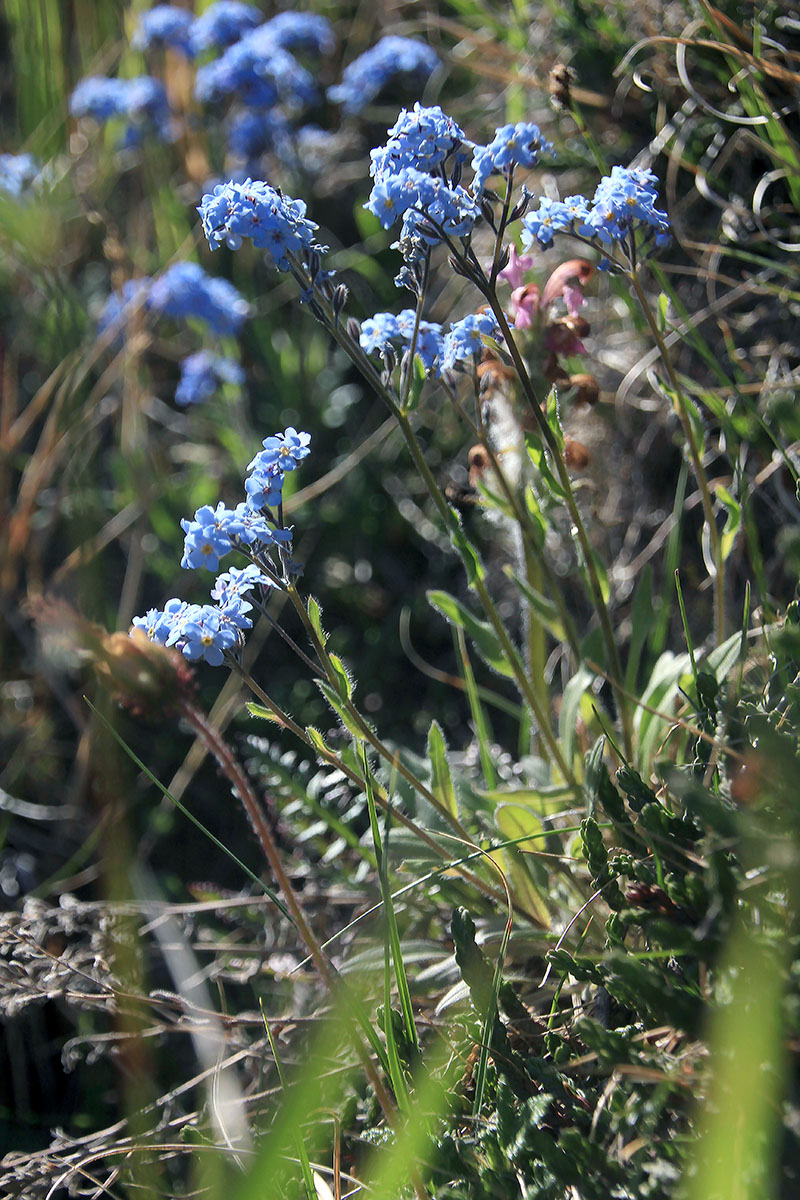 Image of Myosotis asiatica specimen.