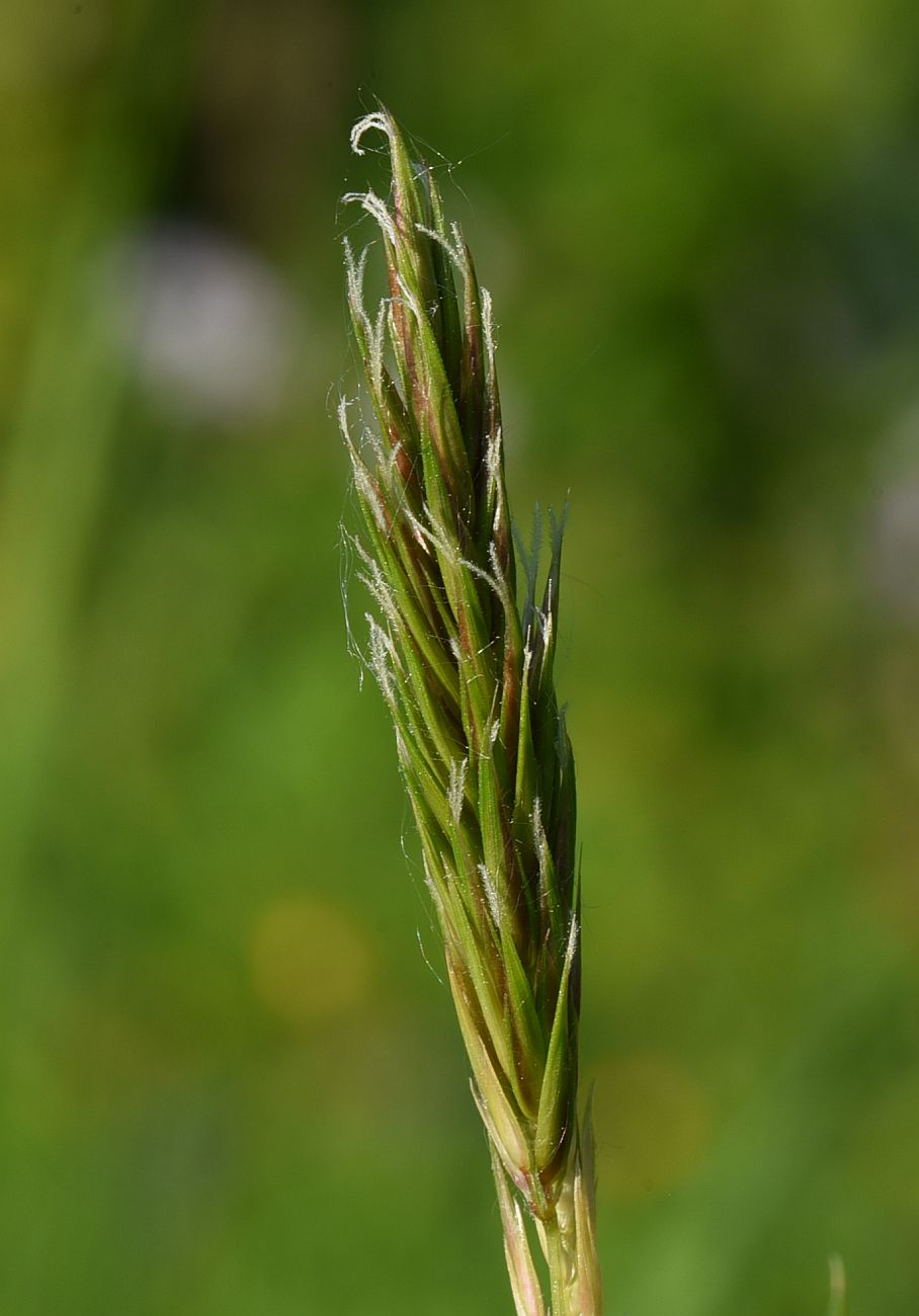 Image of Anthoxanthum odoratum specimen.