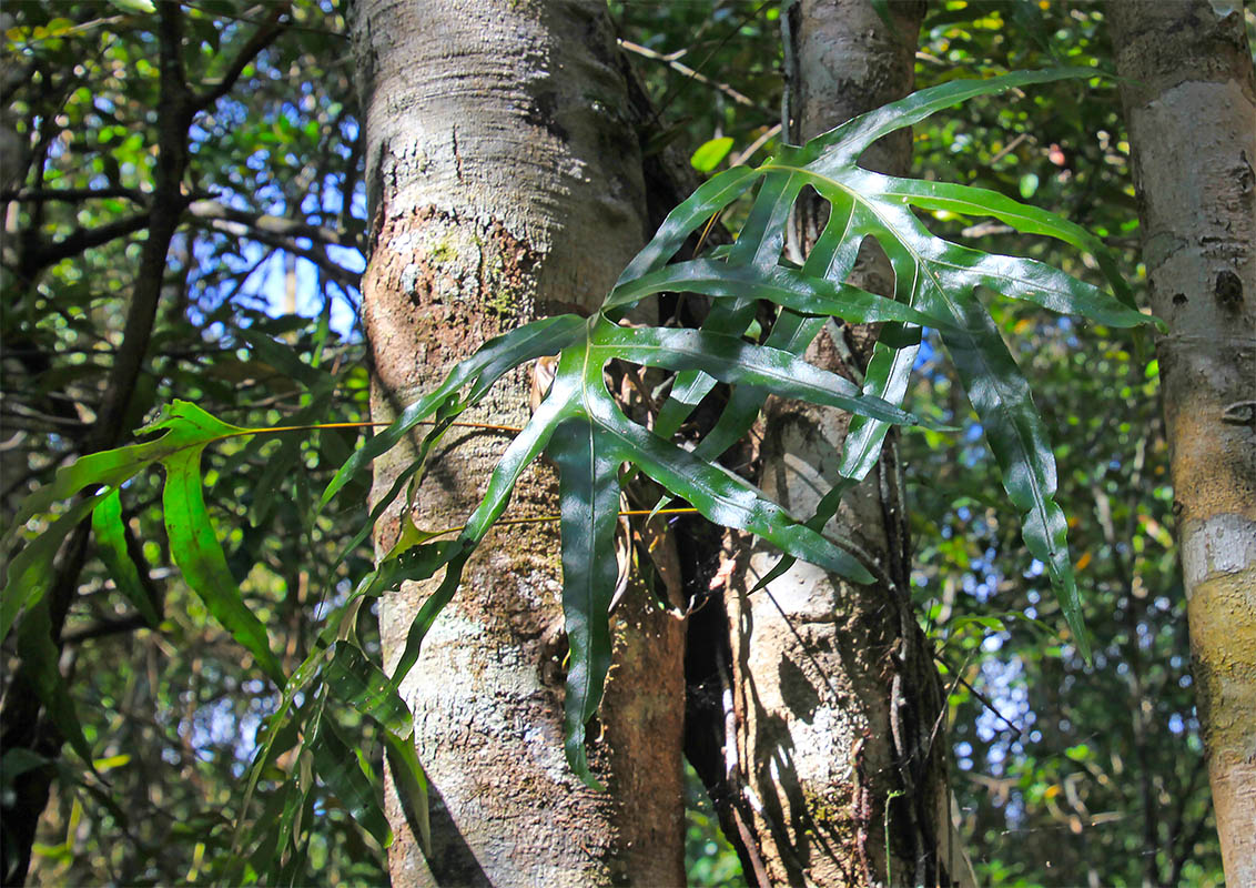 Изображение особи семейство Polypodiaceae.