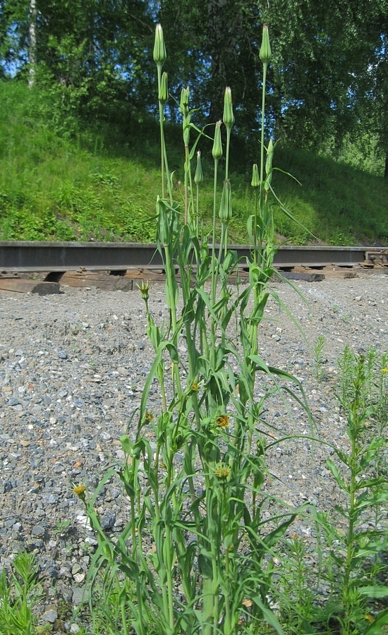 Image of Tragopogon sibiricus specimen.