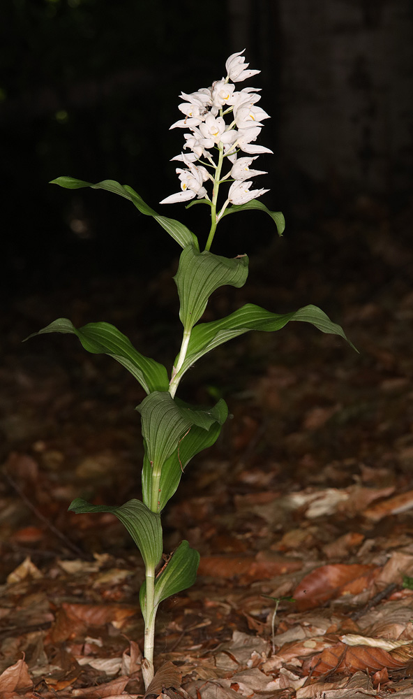 Image of Cephalanthera caucasica specimen.