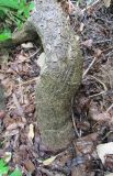 Смотреть изображение Aristolochia manshuriensis