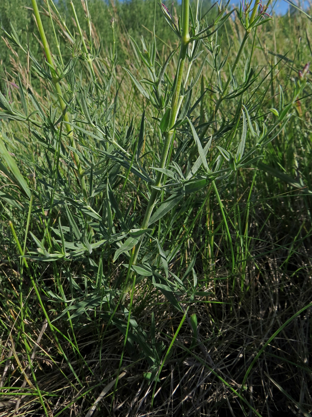 Image of Silene sibirica specimen.