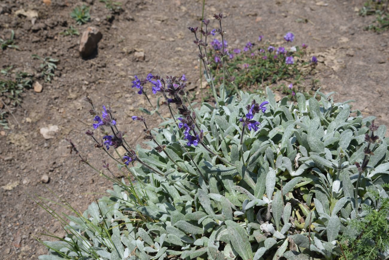 Изображение особи Salvia canescens.