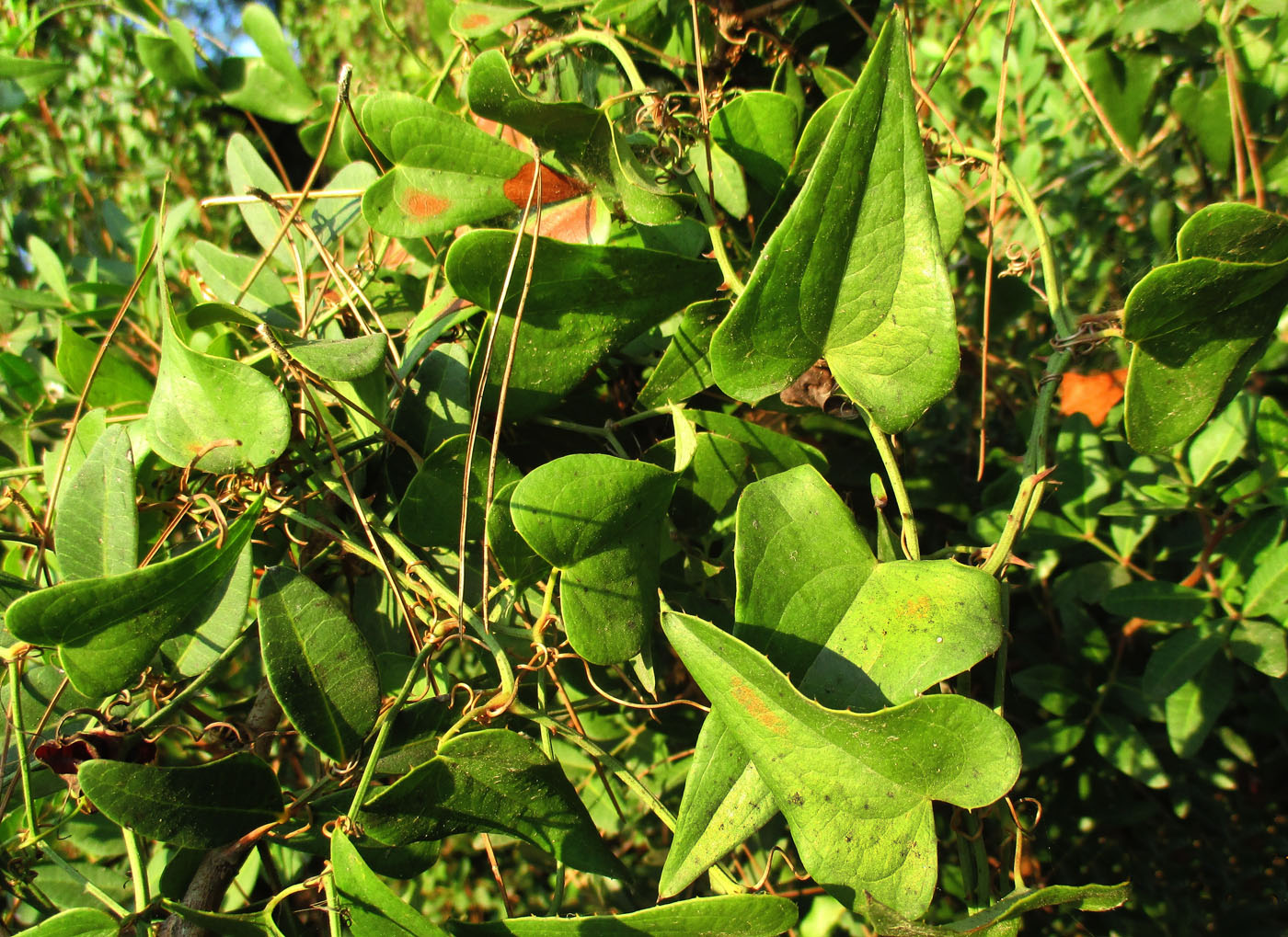 Image of Smilax aspera specimen.