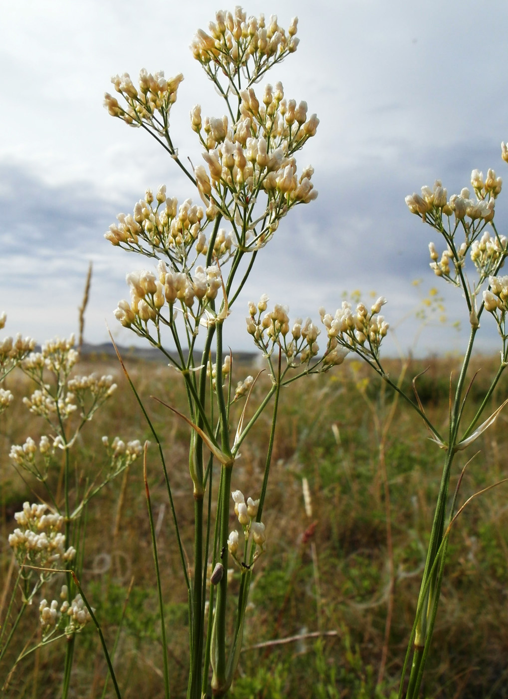 Image of Eremogone longifolia specimen.