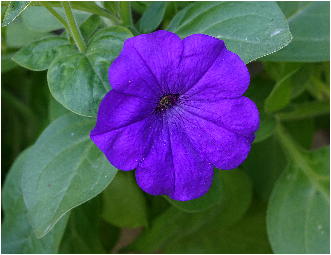 Изображение особи Petunia &times; hybrida.