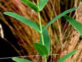 Hypericum ascyron