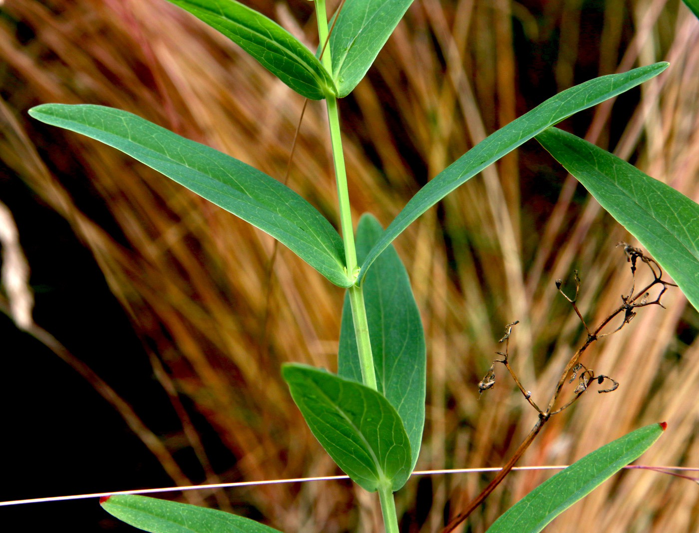 Image of Hypericum ascyron specimen.