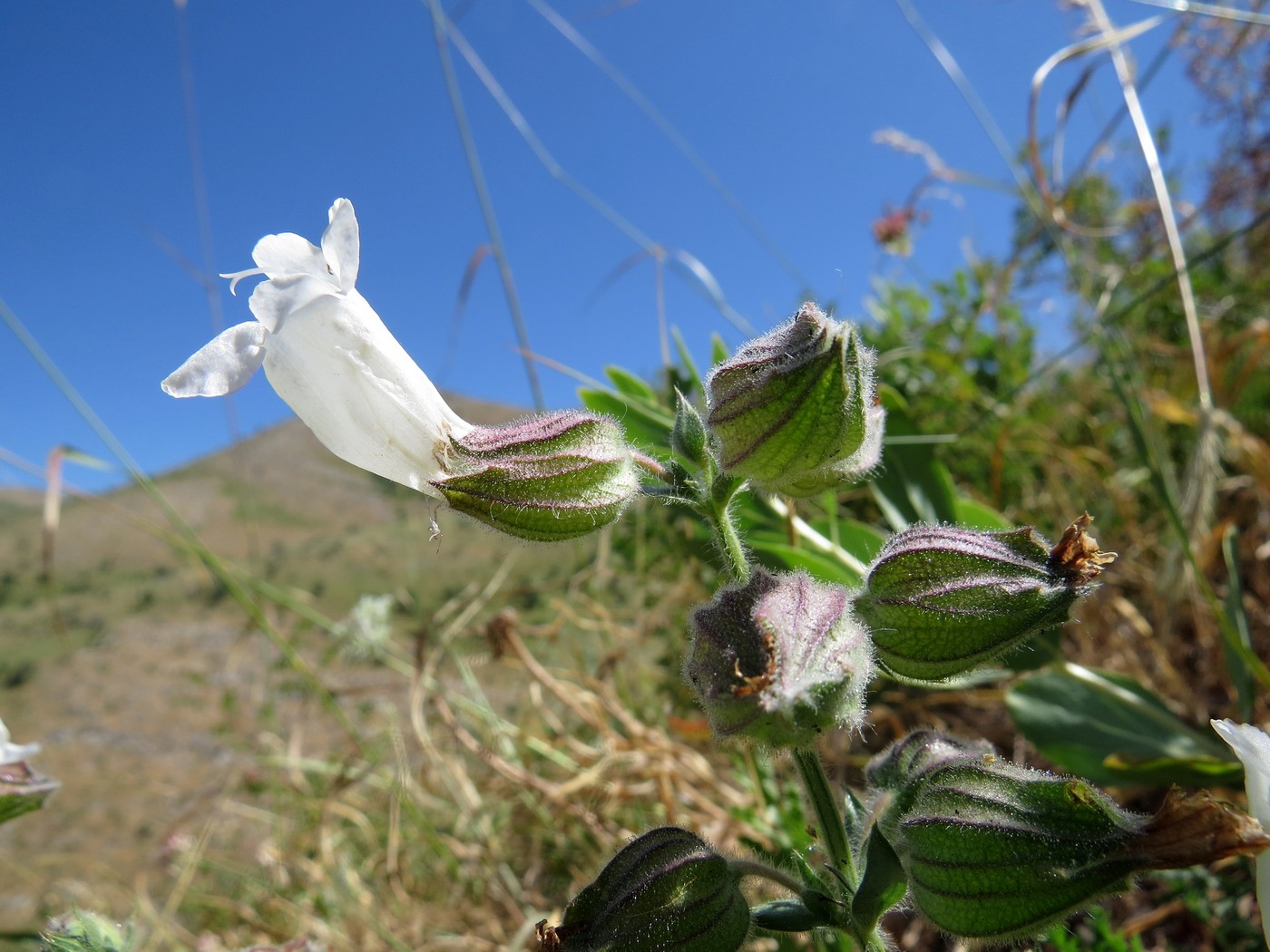 Изображение особи Salvia trautvetteri.