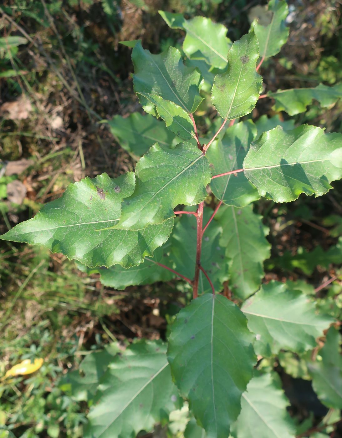 Image of Populus &times; berolinensis specimen.