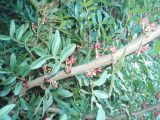 Pistacia lentiscus. Ветви с плодами. Греция, Халкидики, п-ов Кассандра недалеко от посёлка Сани. 20.01.2009.