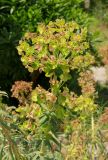 Euphorbia characias. Верхушка плодоносящего растения. Италия, г. Рим, Ботанический сад, в культуре. 9 июня 2017 г.