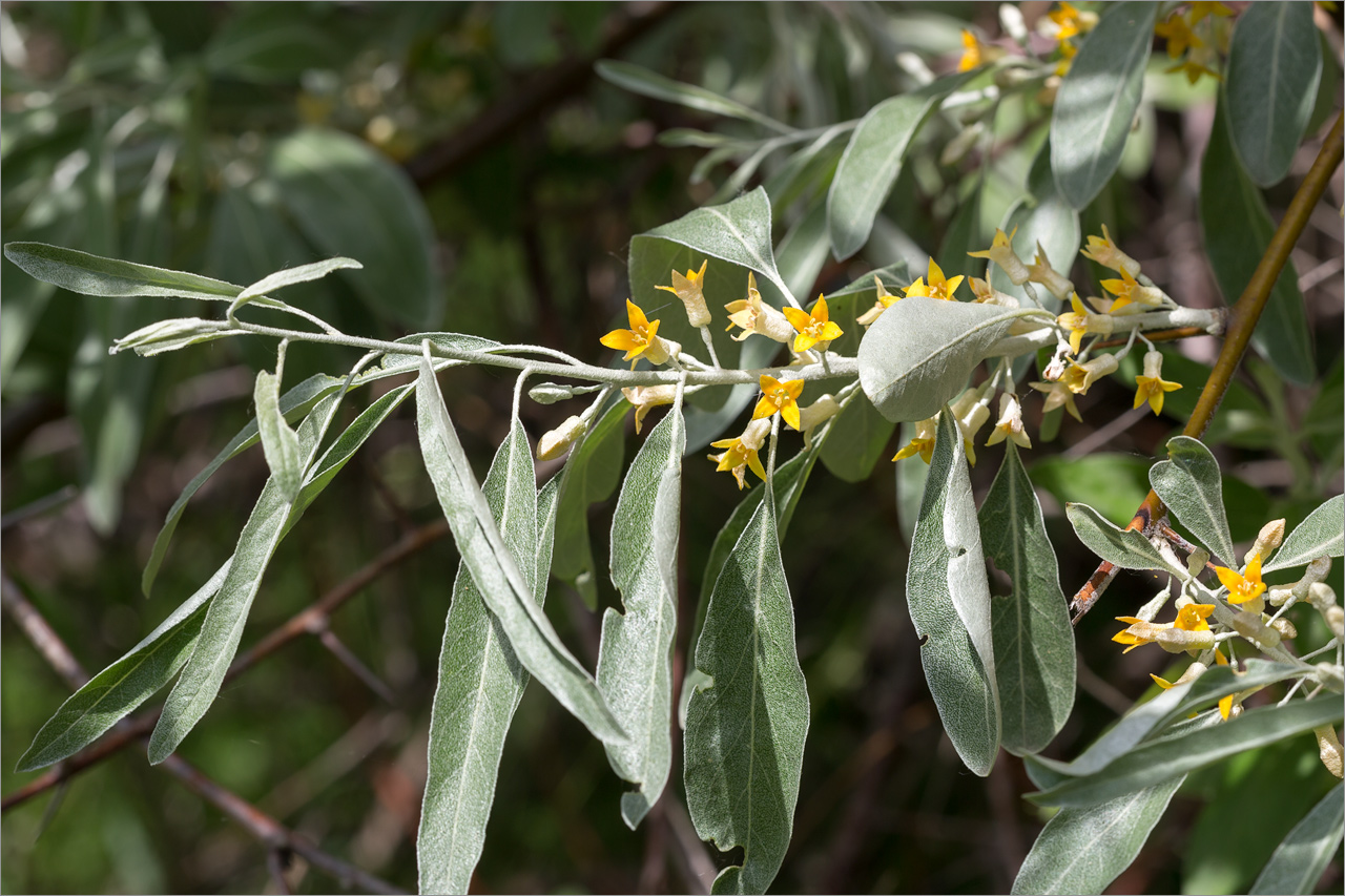 Изображение особи Elaeagnus angustifolia.