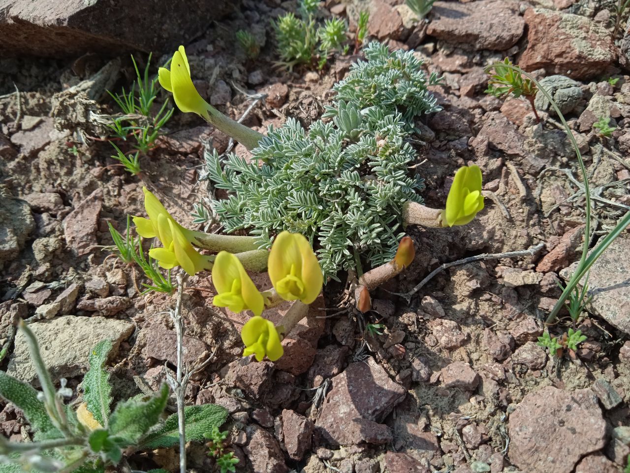 Image of Astragalus pseudodianthus specimen.