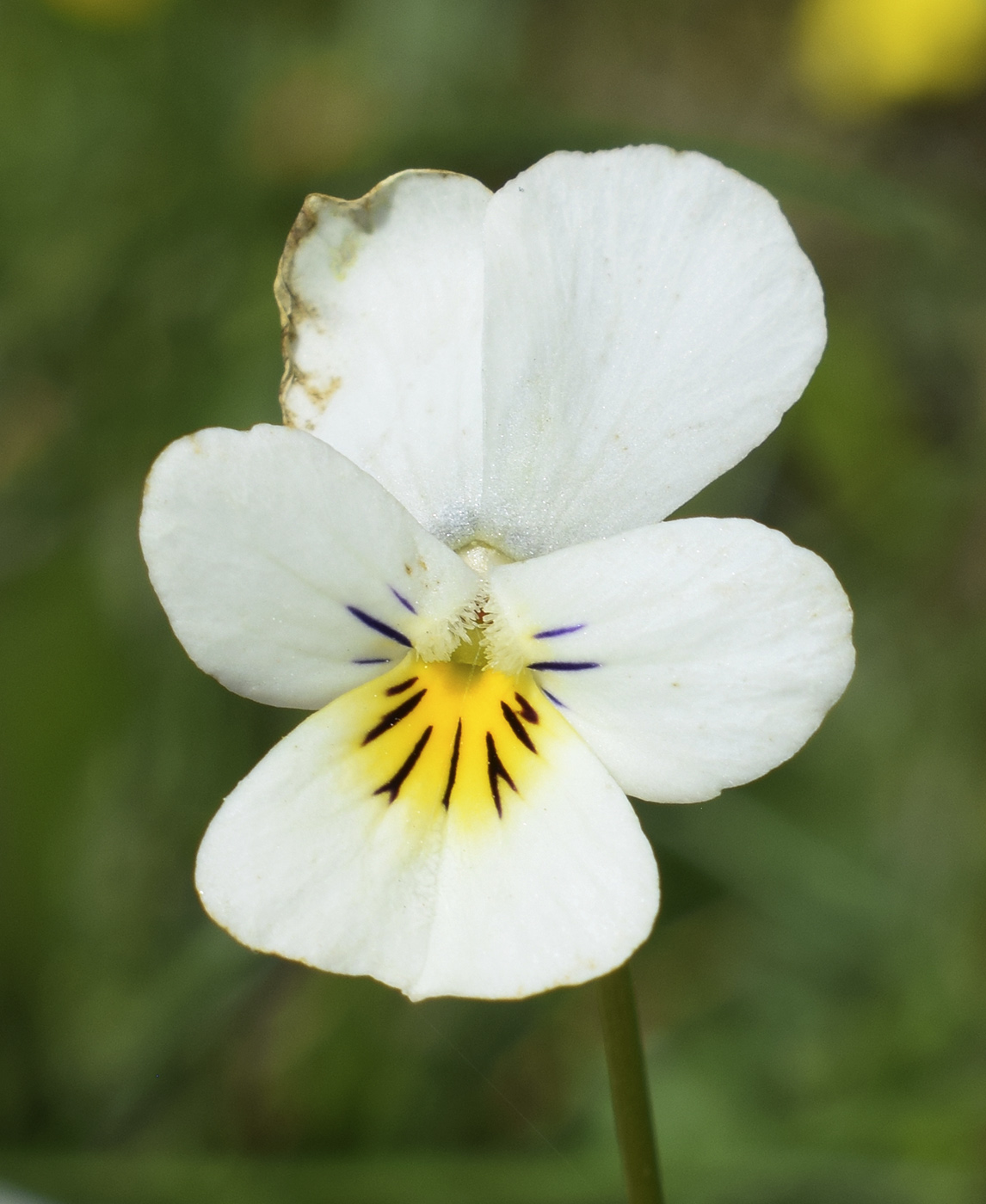 Image of Viola tricolor ssp. alpestris specimen.