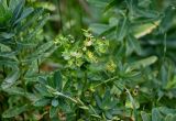 Euphorbia glaberrima. Верхушка побега с соплодием. Ингушетия, Джейрахский р-н, с. Эгикал, ≈ 1200 м н.у.м., луговой склон. 24.07.2022.