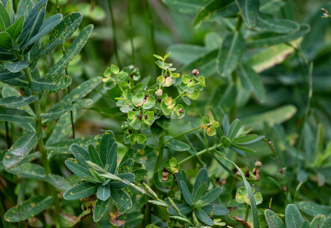 Image of Euphorbia glaberrima specimen.