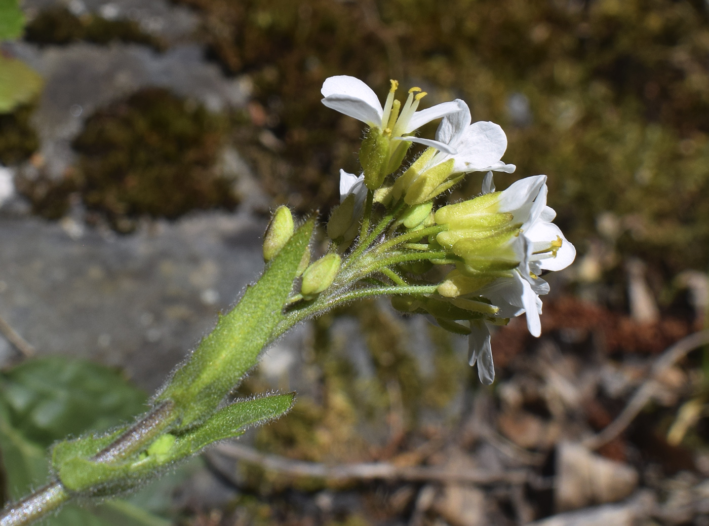 Image of Arabis alpina specimen.