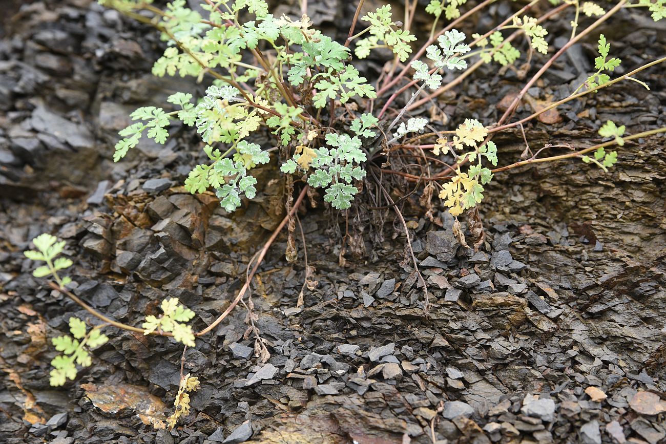 Image of Pyrethrum demetrii specimen.