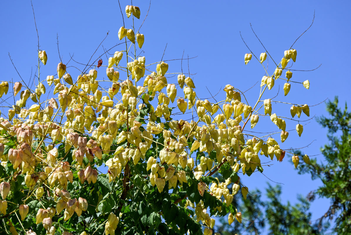 Изображение особи Koelreuteria paniculata.