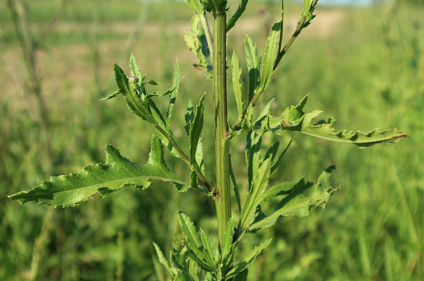 Image of Cirsium arvense specimen.