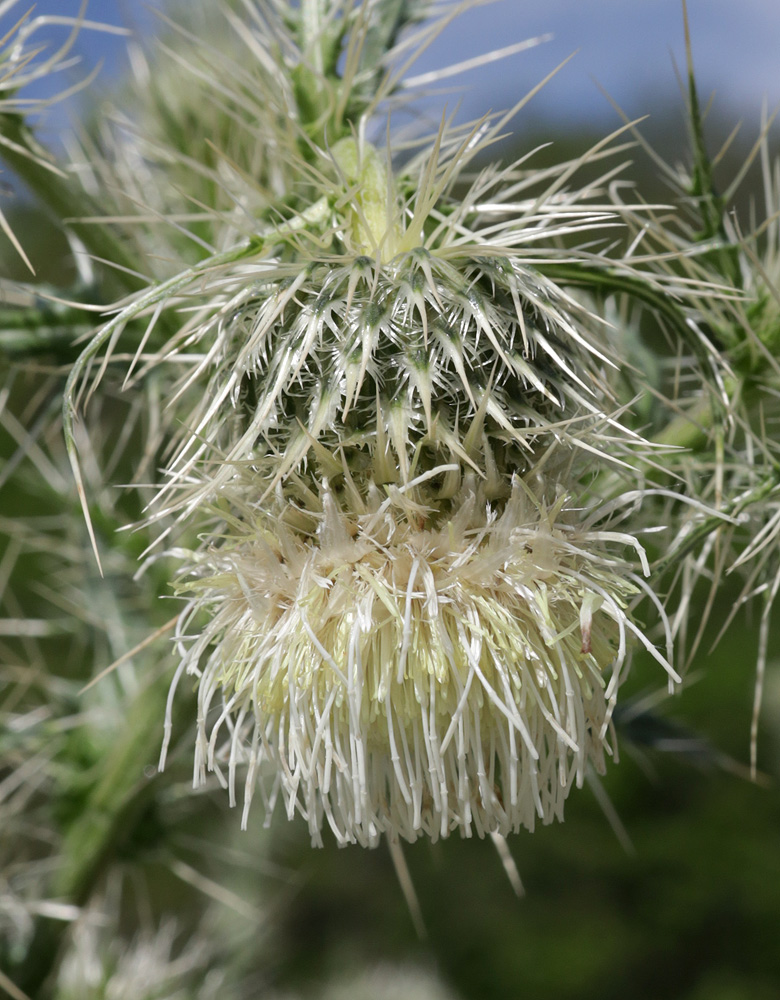 Изображение особи Cirsium echinus.