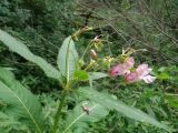 Impatiens glandulifera