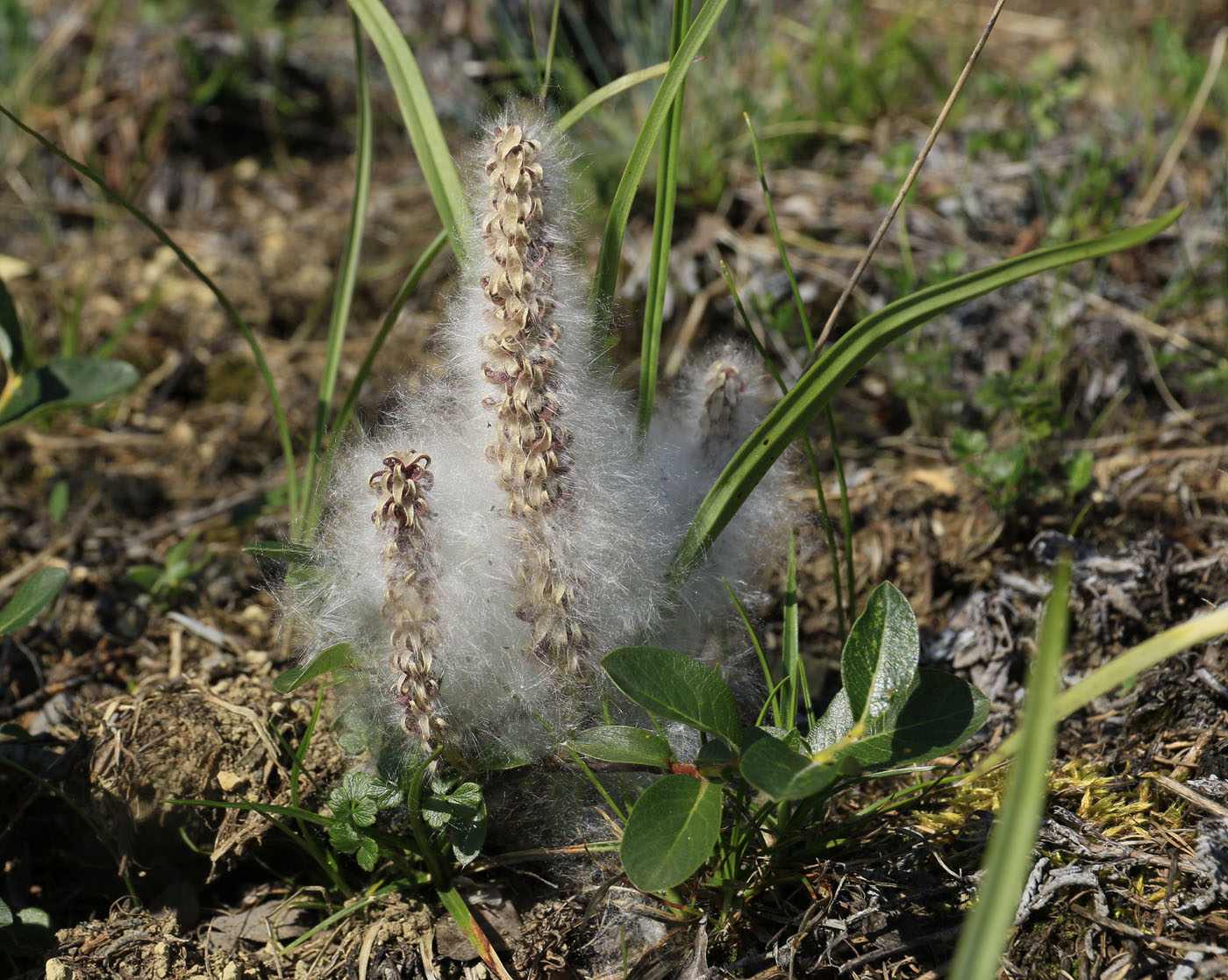 Image of genus Salix specimen.