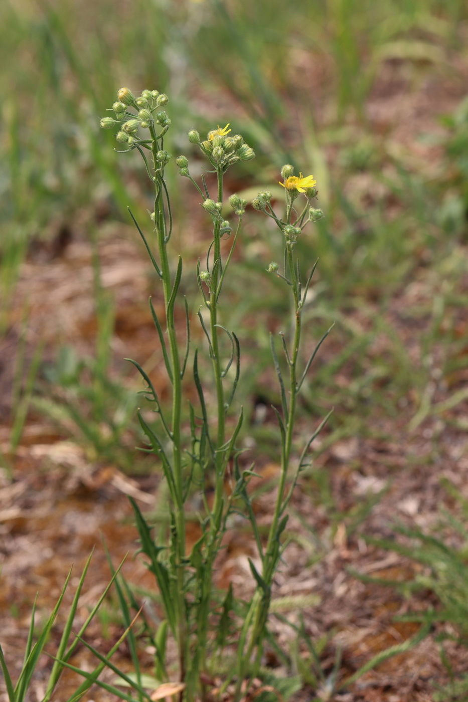 Image of Crepis tectorum specimen.