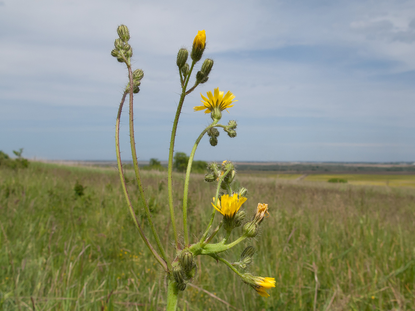 Image of Pilosella &times; auriculoides specimen.