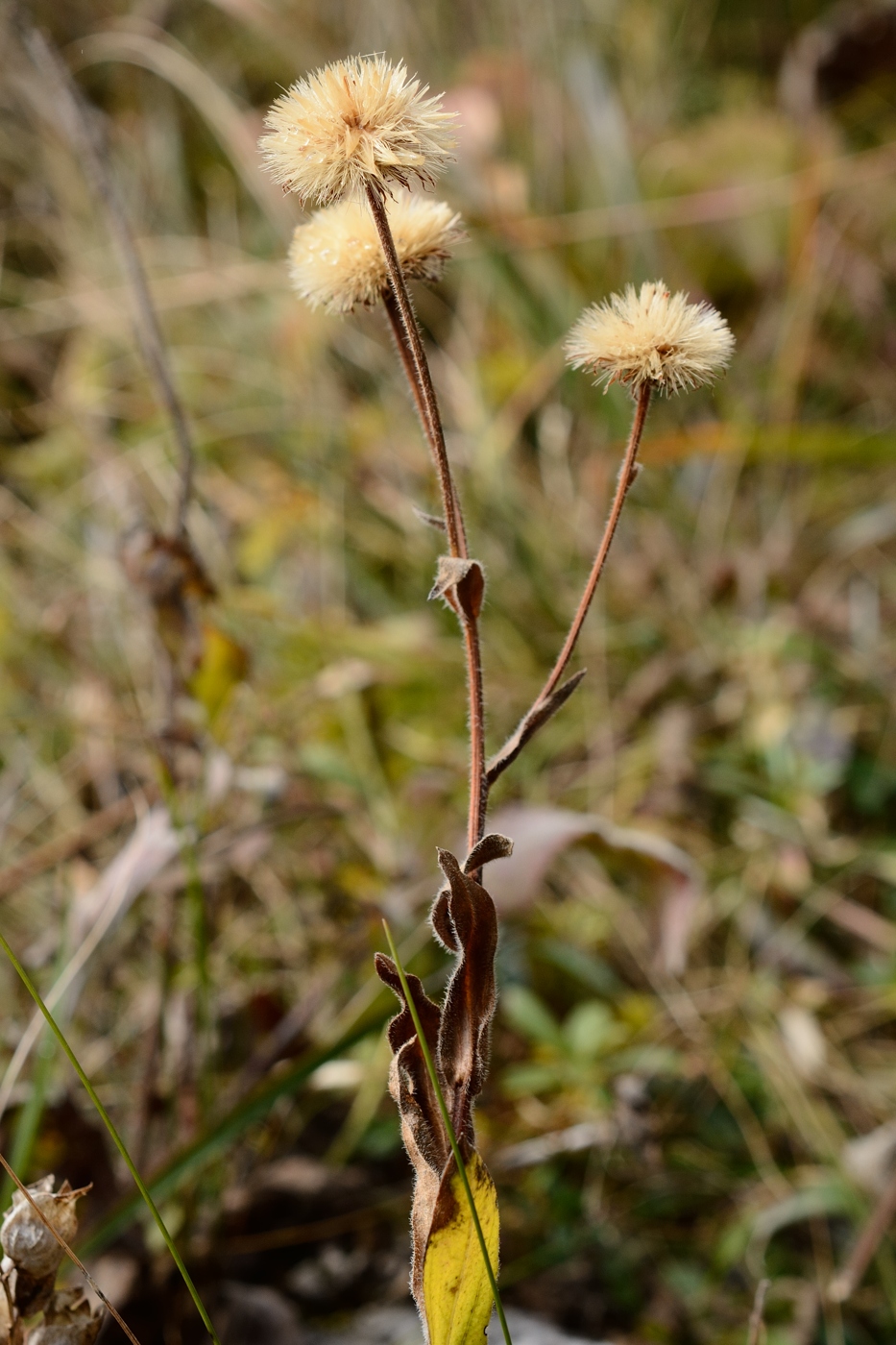 Image of familia Asteraceae specimen.