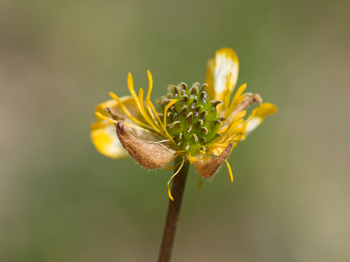 Изображение особи Ranunculus oreophilus.