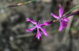 Dianthus orientalis. Цветок. Грузия, г. Тбилиси, на скале. 10.06.2023.