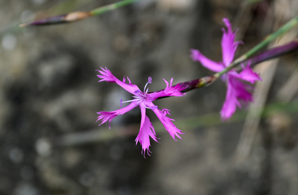 Image of Dianthus orientalis specimen.