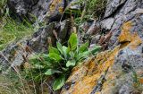 Plantago camtschatica