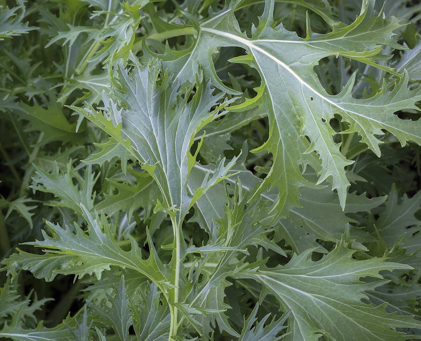 Image of Brassica oleracea var. viridis specimen.