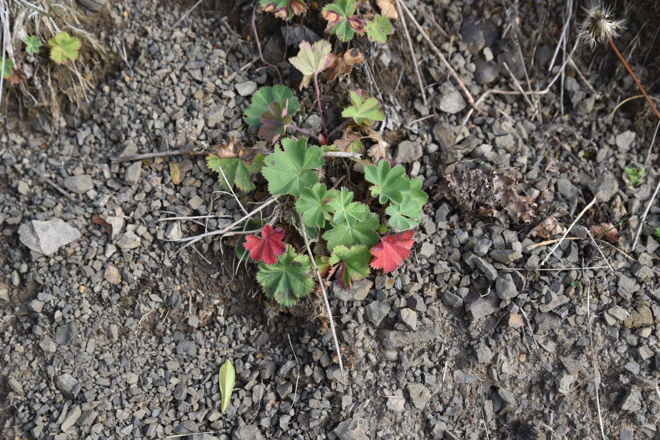 Изображение особи род Alchemilla.