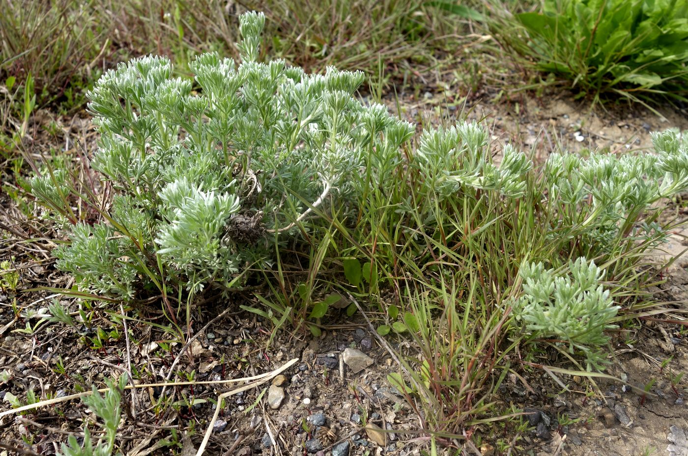 Image of genus Artemisia specimen.