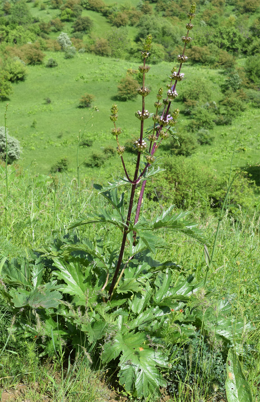 Image of Phlomoides lehmanniana specimen.