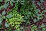 Osmunda japonica. Вегетирующее растение в сообществе с Urticaceae. Китай, провинция Хунань, национальный парк \"Чжанцзяцзе\", хвойный лес с преобладанием Cryptomeria. 06.06.2024.