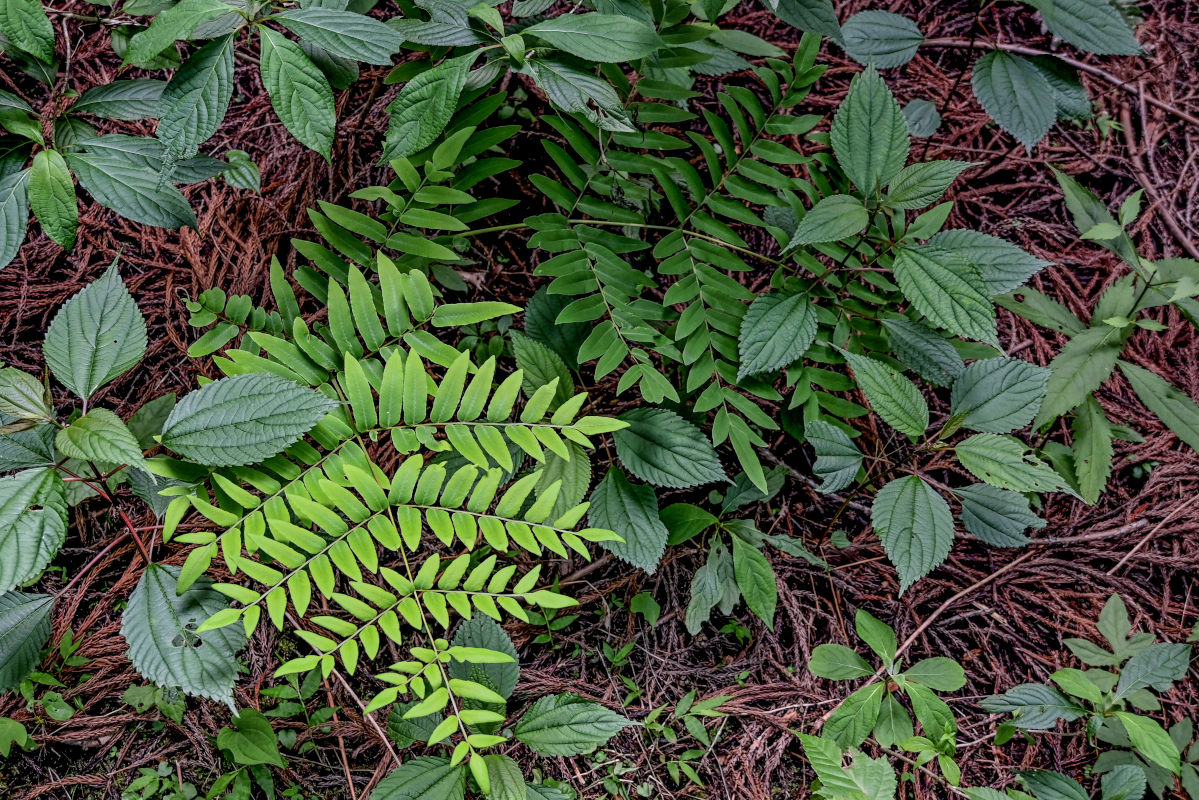 Image of Osmunda japonica specimen.