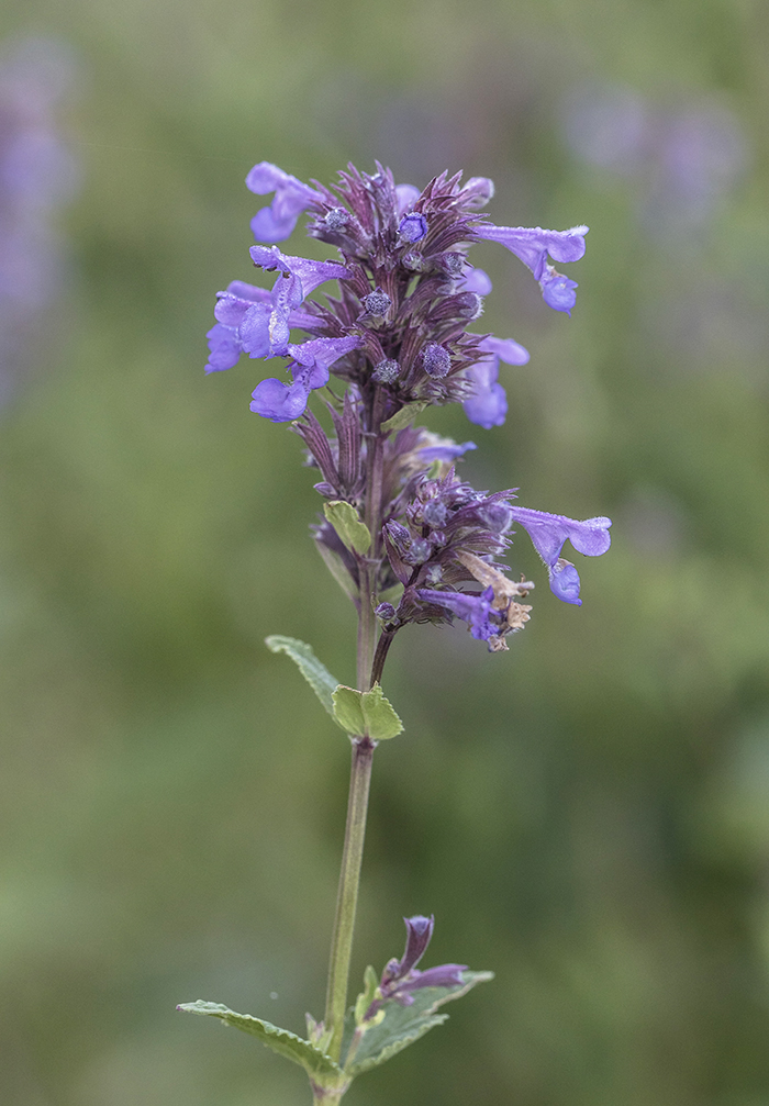 Image of Nepeta grandiflora specimen.