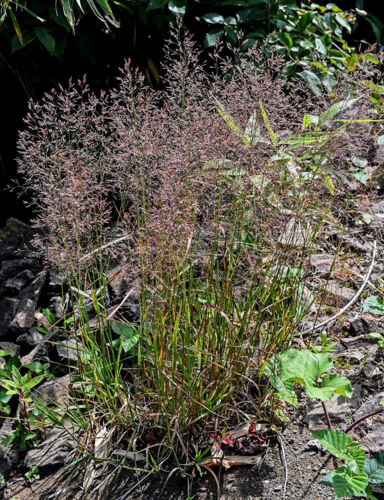 Изображение особи род Agrostis.